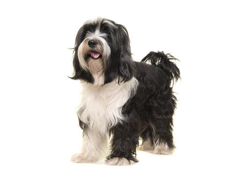 Cane cheap tibetan terrier